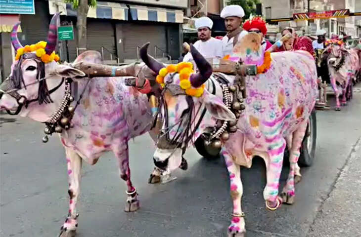 गोडवाड़-मारवाड़ में अनोखी शादी: बैलगाड़ियों से निकली बारात ने खींचा सबका ध्यान