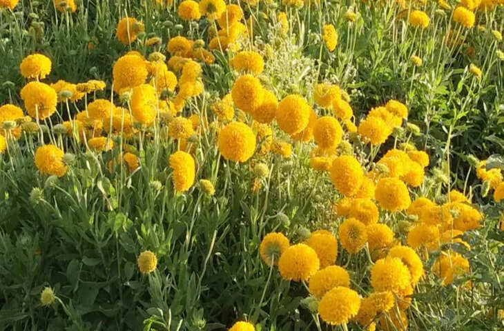 झालावाड़ में फूलों की खेती बनी किसानों की नई पहचान, पारंपरिक खेती से बढ़ी आय और बदल रही तस्वीर