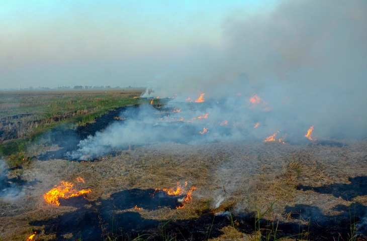 Stubble Burning उत्तर प्रदेश में पराली जलाने की घटनाओं में लगातार आ रही कमी, सरकार ने बनाई ये खास योजना