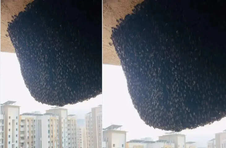 31वें मंजिल पर मधुमक्खियों ने बनाया अपना छत्ता, हटाने के लिए महिला ने किया कुछ ऐसा मच गया