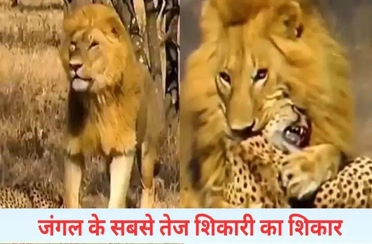 &lsquo;जंगल के राजा&rsquo; ने चीते पर किया अटैक, फिर देखिए क्या हुआ; चौंका देगा VIDEO