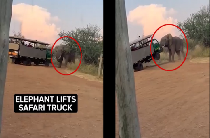 सफारी के दौरान सामने आ गया हाथी, उठा-उठाकर पटकने लगा सफारी ट्रक को, देखिए फिर क्या हुआ