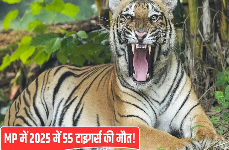 &lsquo;टाइगर स्टेट&rsquo; में बाघों को खतरा&hellip; अब सागर में मिला एक और बाघ का शव, 15 दिन में 7 की मौत