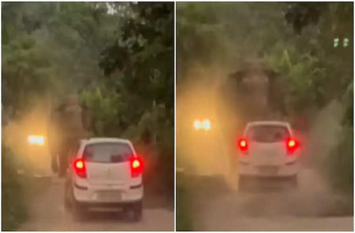 कार का हॉर्न सुनते ही भड़का हाथी! महिला ने सामने से दौड़ाई गाड़ी, फिर कैमरे में कैद हुआ हैरान करने वाला VIDEO​​​​​​​