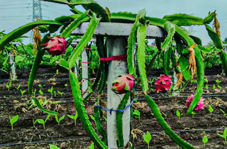 उज्जैन के ताजपुर में ड्रैगन फ्रूट की खेती, किसान रोजाना मंडियों में बेचकर कमा रहे लाखों