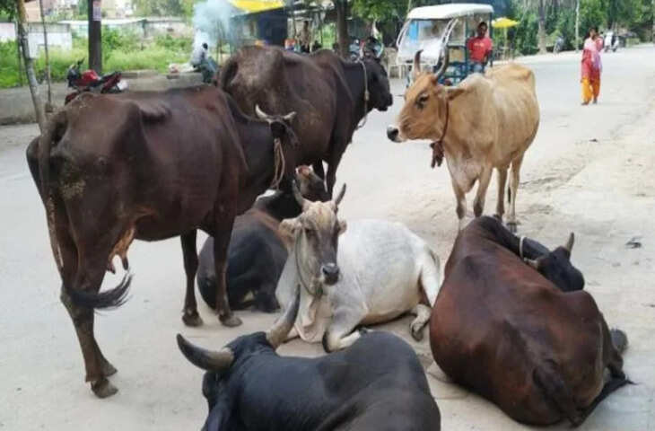 जैसलमेर में फैला कर्रा रोग, 500 से अधिक गायों की मौत&nbsp;