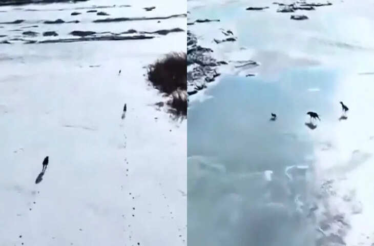 जंगल में रोमांचक पीछा: वायरल वीडियो में दिखा खरगोश और भेड़ियों का संघर्ष