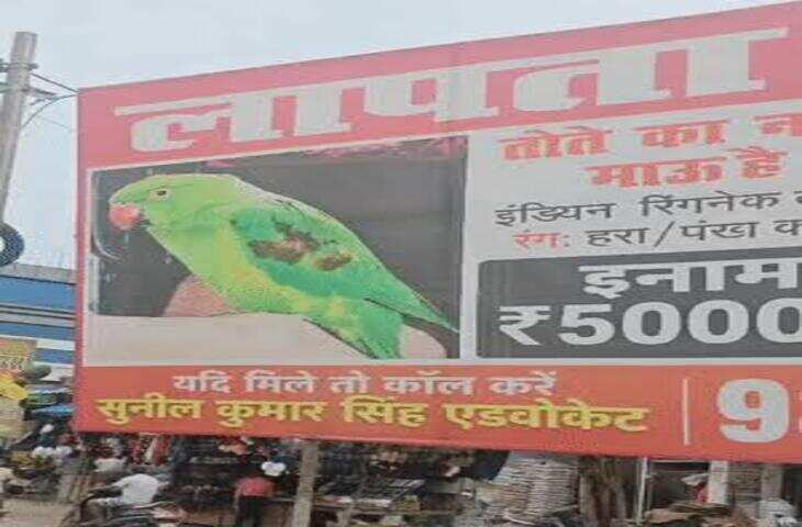 आगरा में 6 दिन से लापता तोता 'माऊ' मिला: परिवार ने लगाए थे होर्डिंग, ढूंढने वाले को 50 हजार इनाम का किया था ऐलान