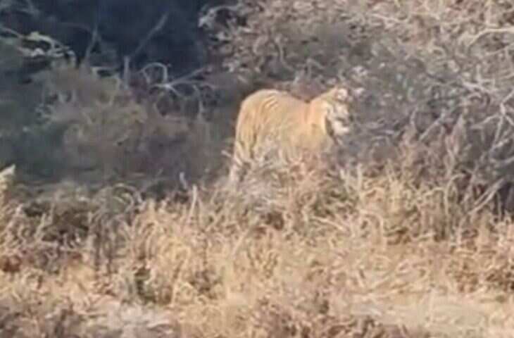 वीडियो में देखें धौलपुर-करौली टाइगर रिजर्व में पहली बार बाघ की साइटिंग, ग्रामीण ने मोबाइल में किया कैद