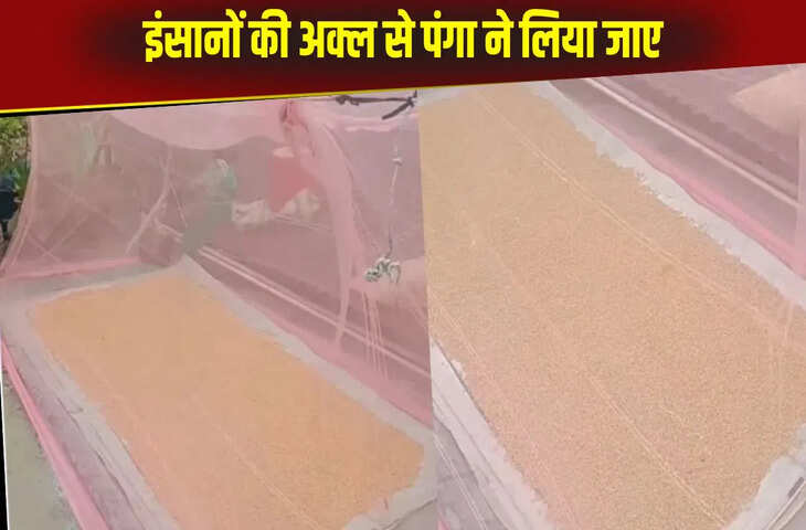 गेंहू सुखाने का ये तरीका देख घूम जाएगा परिंदों का माथा, वायरल हुआ ये देसी इनोवेशन