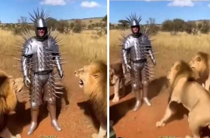 मौत से खेलने की हद! लोहे का सूट पहन शेरों के बाड़े में कूदा युवक, वीडियो में खौफनाक अंजाम देख काँप जायेगी रूह&nbsp;