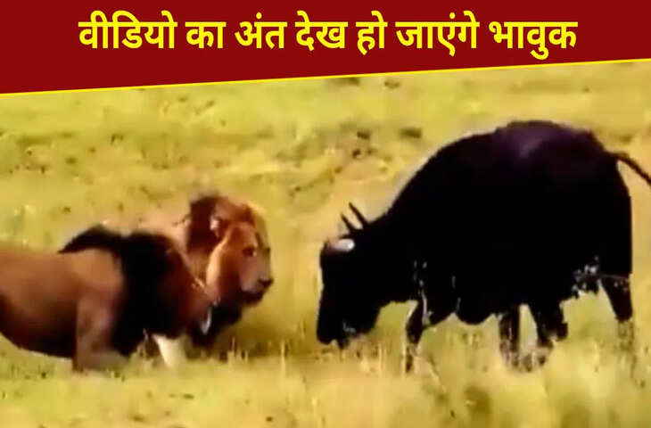 बच्चे को बचाने के लिए शेरों से भिड़ गई भैंस, फिर जो हुआ…देख हो जाएंगे इमोशनल