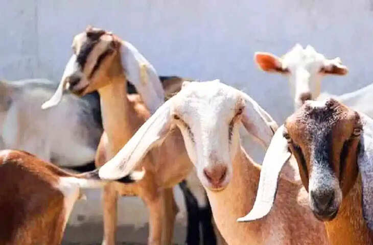 बकरा मंडी में नकली नोटों का खेल! 4 ठगों ने व्यापारी को लगाया लाखों का चूना, पुलिस ने दबोचे आरोपी