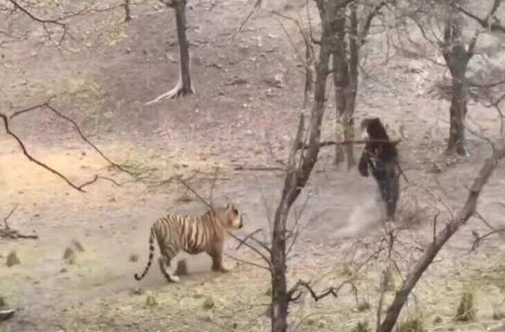 टाइगर और भालू की जबरदस्त भिड़ंत का वीडियो वायरल, सोशल मीडिया पर मचा हड़कंप