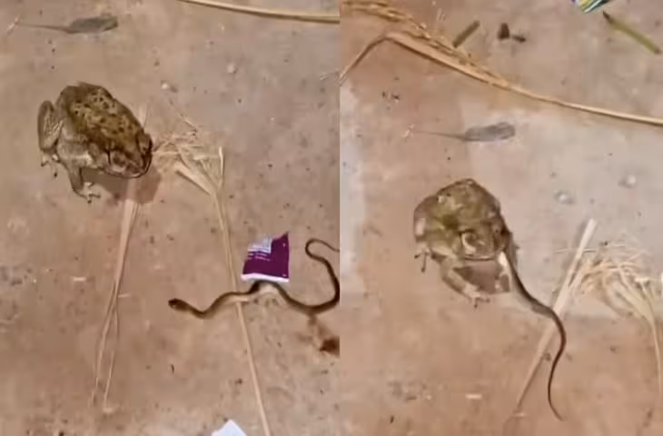 सांप ने जिंदा निगल लिया मेंढक, वायरल वीडियो देख दंग रह गए लोग; कैमरे में कैद हुआ हैरान करने वाला नजारा