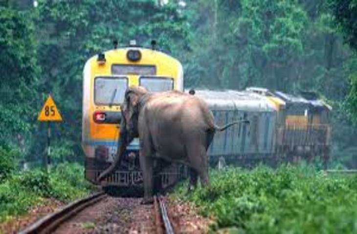 Rishikesh जंगल से लड़ते हुए रेलवे ट्रैक पर आ पहुंचे हाथी, कई घंटो तक रोकनी पड़ी ट्रेन 