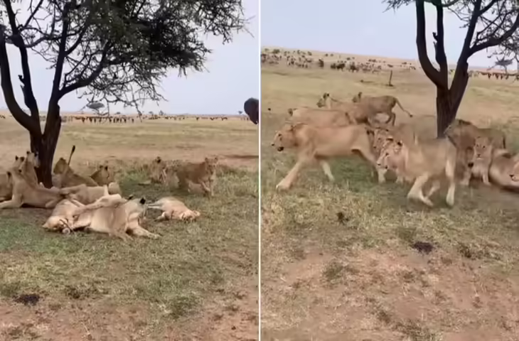 पेड़ के नीचे बैठा था शेर परिवार, तभी सामने से आ गए &lsquo;जेठ जी&rsquo;, फिर जो हुआ देख लोग बोले- जंगल का असली राजा कौन है?