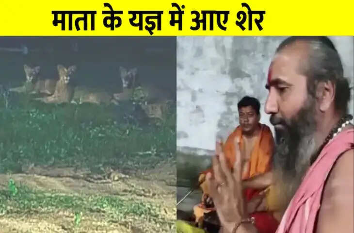 मंदिर में हो रहा था माता का हवन, आ गए 3 शेर, जैसे ही खत्म हुए मंत्रोच्चार तभी... देखें VIDEO