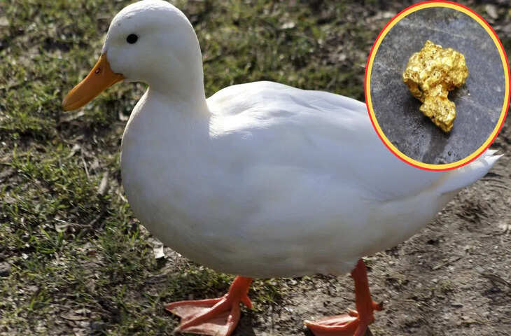 चीन में बत्तख के पेट से निकला सोना, मालिक बन गया अचानक मालामाल