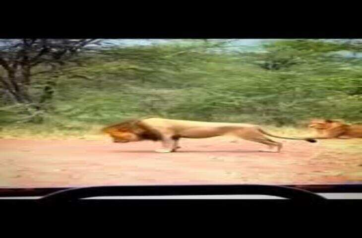Viral Video: जंगल का राजा फिटनेस मोड में! शेर को पुश-अप्स करते देख शेरनी भी चौंकी