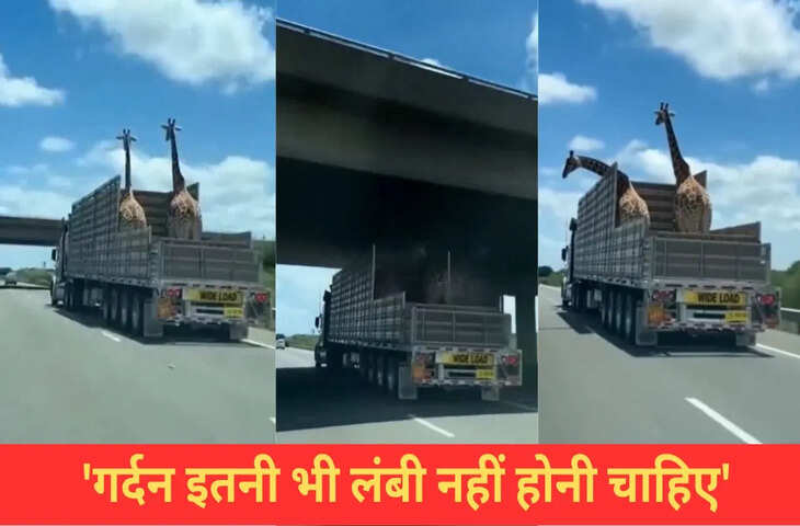 ओवरब्रिज से टकराई जिराफ की गर्दन, फिर जो हुआ…देख लोगों को नहीं हुआ यकीन