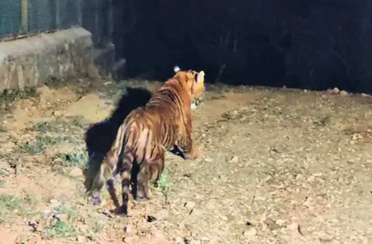 Udaipur बायोलॉजिकल पार्क में करीब 5 माह बाद फिर से बाघ की दहाड़ सुनाई देगी