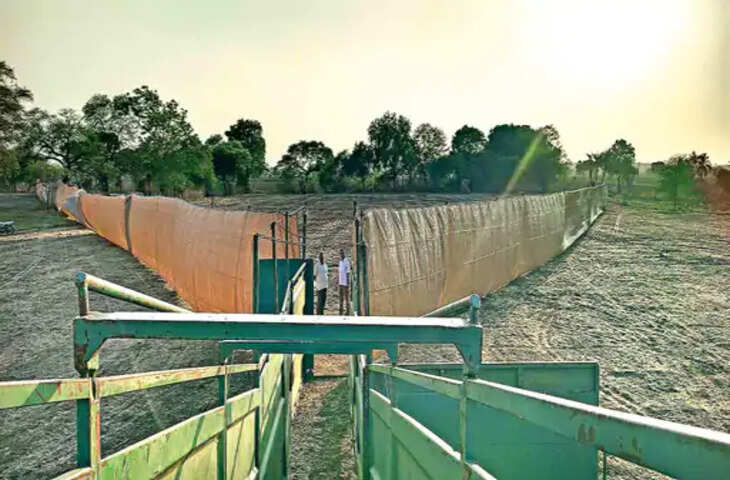 नीलगायों से फसल सुरक्षा के लिए अनोखी पहल, अफ्रीकी &lsquo;बोमा पद्धति&rsquo; से होगा रेस्क्यू ऑपरेशन