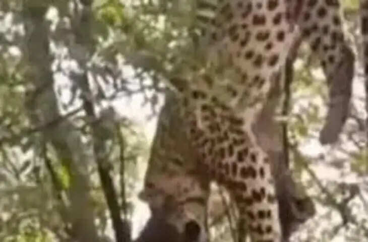 फंदे पर उल्टा लटका मिला लेपर्ड, तड़प-तड़पकर मौत; तीन घंटे तक पेड़ पर फंसा रहा
