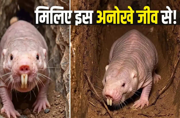 न दर्द का असर, न कैंसर का डर! जानिए 'नेकेड मोल रैट' नाम के इस अनोखे सुपरजीव के बारे में