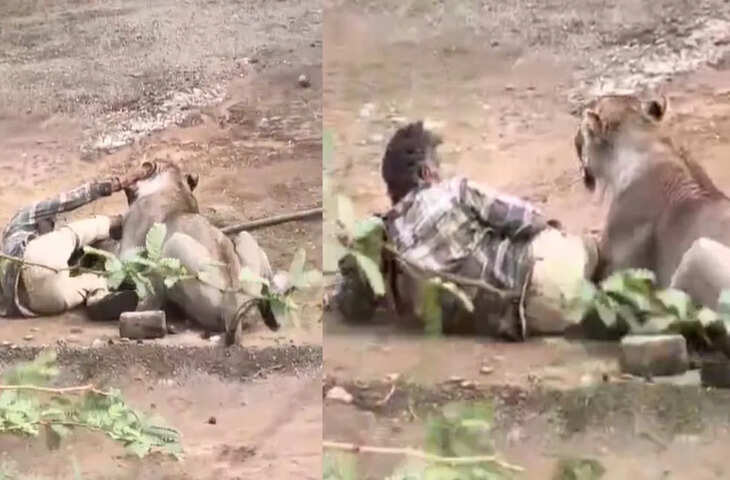 Video: शेर ने दबोचा इंसान, 30 मिनट तक पंजों में जकड़ा रहा शख्स, वायरल वीडियो देख कांप उठेंगे आप