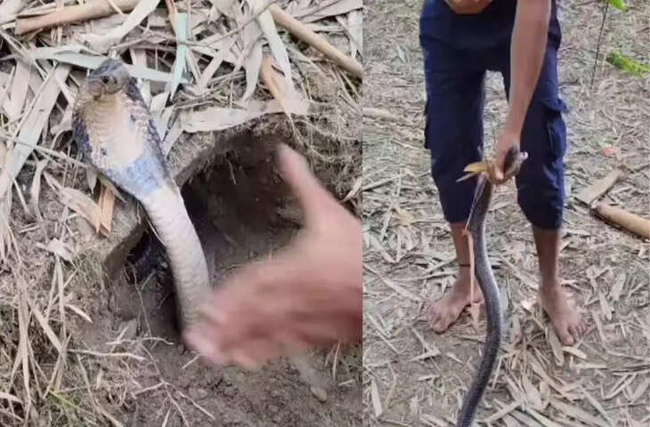 OMG! फुफकारते सांप के सामने बिना हिले-डुले खड़ा रहा शख्स, खतरनाक रेस्क्यू का वीडियो हुआ वायरल