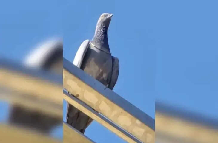 नागौर में अनोखी घटना: एक लाख की सोने की चेन लेकर उड़ गया कबूतर, सर्राफा बाजार में मची अफरा-तफरी