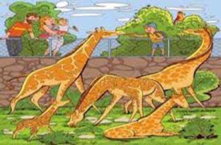 सोशल मीडिया पर वायरल हुआ ऑप्टिकल इल्यूजन चैलेंज: 10 सेकेंड में ढूंढिए जिराफ के बाड़े में छिपा बंदर