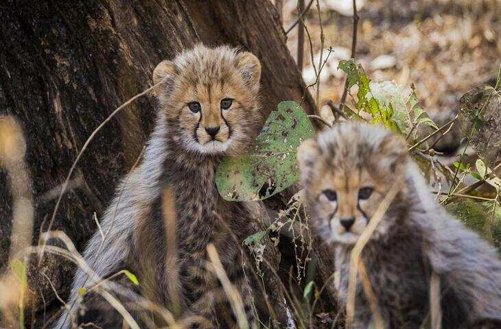 20 अप्रैल को दो चीतों को कुनो से गांधी सागर स्थित दूसरे घर में ले जाया जाएगा