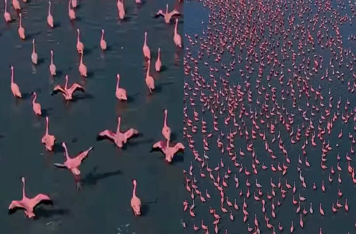सांभर झील में लाखों फ्लेमिंगो के आगमन से गुलाबी समंदर, पक्षी प्रेमियों के लिए अद्भुत अनुभव