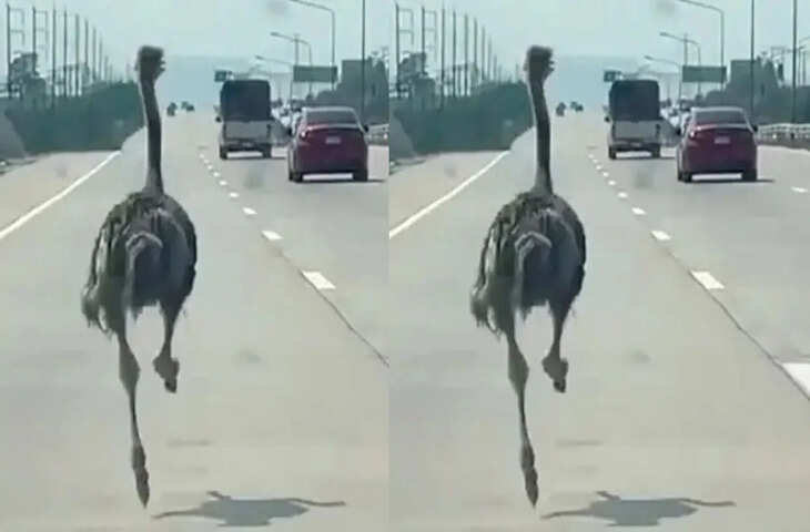 थाईलैंड में हाईवे पर दौड़ा विशाल शुतुरमुर्ग, ड्राइवर रह गए हैरान, वीडियो वायरल
