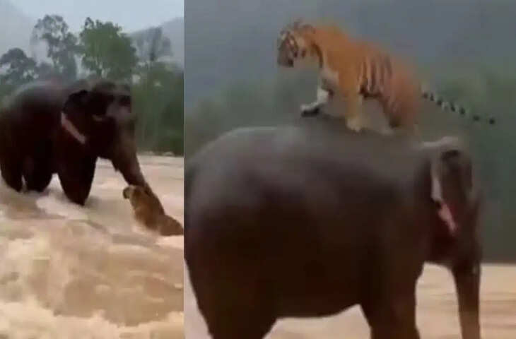 बाढ़ में फंसे बाघ की मदद करता दिखा हाथी, वायरल वीडियो ने छेड़ी बहस; लोग बोले- क्या यह AI से बना है?