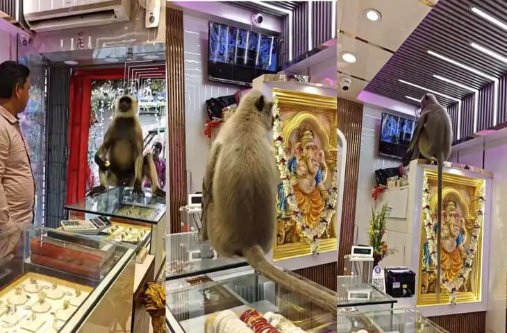 दुकान में बंदर की &lsquo;धमाकेदार एंट्री&rsquo;, सोशल मीडिया पर मचा हंगामा