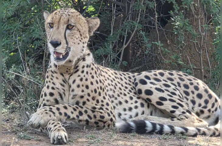 बाघ, पैंथर के डर से चीते ने छोड़ा रणथंभौर, अब रिहायशी इलाके में ढूंढ रहा ठिकाना, लोगों में डर