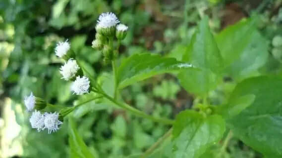 Tricks of this plant will remain wealthy throughout life&nbsp;