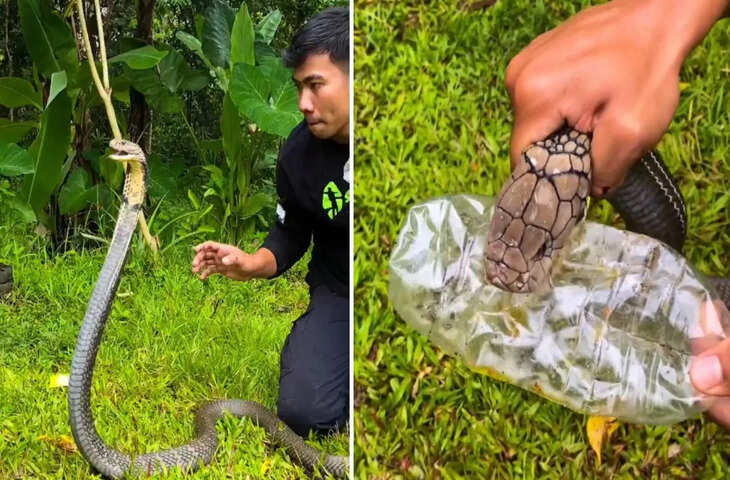 शख्स ने खतरनाक किंग कोबरा की गर्दन पकड़कर निकाला जहर, वीडियो देख लोग रह गए दंग