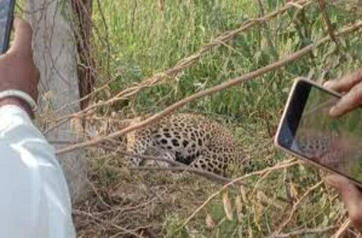 सिरोही में लेपर्ड का हमला, फुटेज में देंखे दुकान से लौट रहे युवक गंभीर रूप से घायल