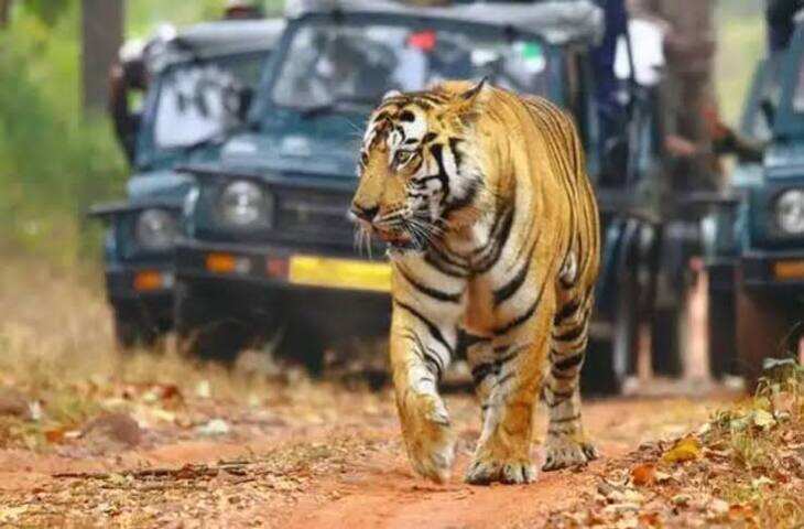 रणथंभौर में अब सेंसर बचाएंगे ग्रामीणों की जान, फुटेज में देंखे लेपर्ड आबादी की ओर बढ़ा तो बजेगा तेज अलार्म