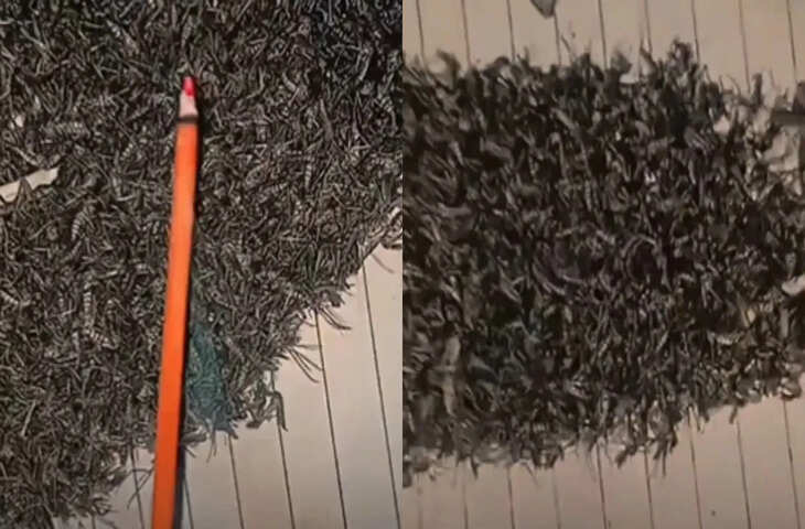 दीदी ने एक अगरबत्ती से ही तहलका मचा दिया, Video देख लोग कंपनी का नाम पूछ रहे हैं