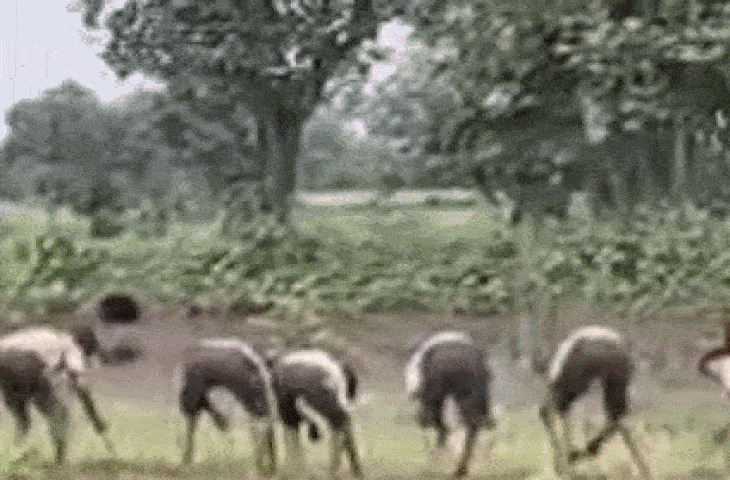 स्कूल ड्रेस में खेत में धान रोपते बच्चों का वीडियो वायरल, शिक्षा विभाग ने दिए जांच के निर्देश