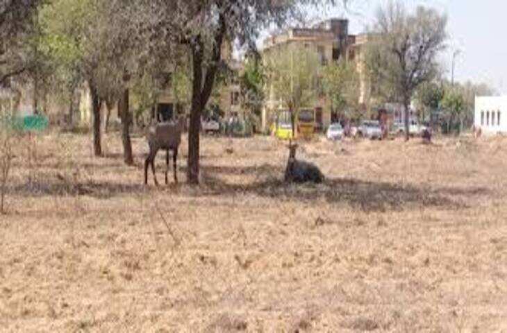 राजस्थान में पिलानी में 40.2&deg;C, बाड़मेर में 40&deg;C तक पहुंचा तापमान