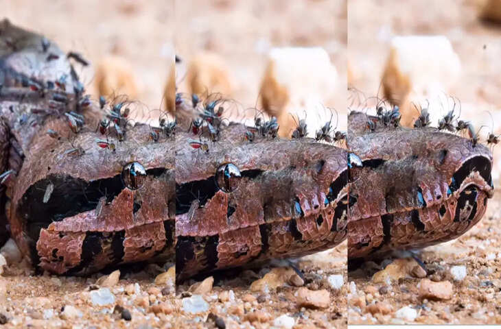 सांप को भी मच्छर करते हैं परेशान? वायरल वीडियो में दिखा हैरान कर देने वाला रिएक्शन