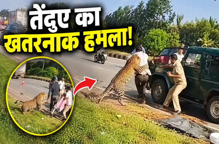 बेहोश समझकर पास गया अफसर, तभी कहर बनकर टूट पड़ा तेंदुआ; देखें रोंगटे खड़े कर देने वाला VIDEO