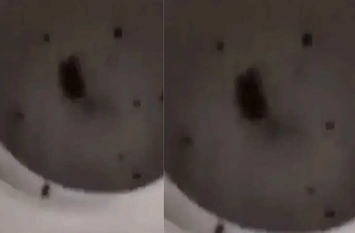 चूहे के साथ क्रूरता का वीडियो वायरल, लोग बोले- ऐसा करने वालों के लिए गरुड़ पुराण में खास सजा