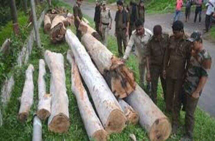 बयाना में खेजड़ी समेत 159 हरे पेड़ों की अवैध कटाई, सहायक वनपाल-सहायक वनरक्षक सस्पेंड, 8 आरा मशीनें सीज